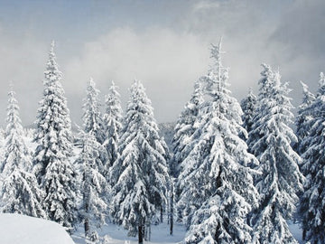 Winter Snow Scenery Forest Photo Backdrop IBD-247009